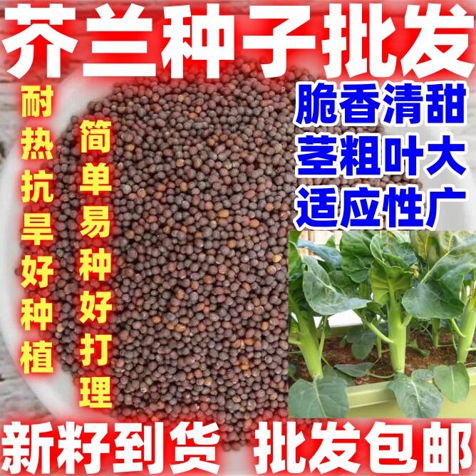 芥兰种籽芥兰菜籽蔬菜种子种籽芥兰种子田园庭院盆栽均可种植好吃