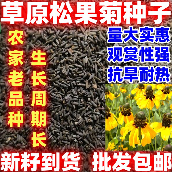 草原松果菊种子耐寒耐热耐旱多年生宿根花卉花期长盆栽阳台简单种