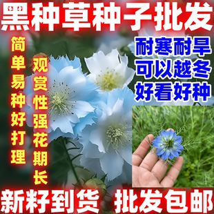 黑种草种子籽简单易种开花波斯宝石室外庭院易活阳台盆栽花种籽子