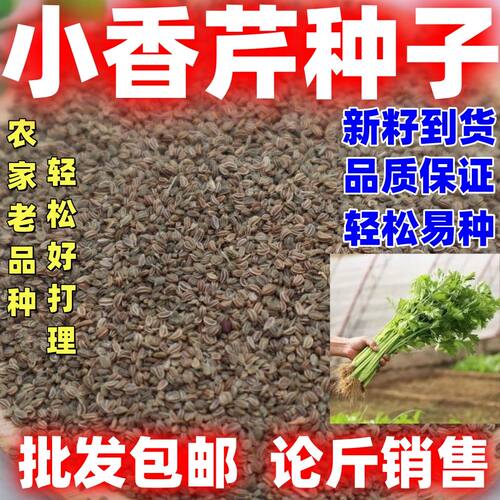 四季小香芹种子易播种实心小香芹大田庭院农家蔬菜种子老品种种籽