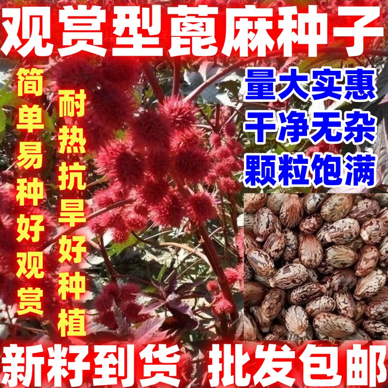 红蓖麻种子老麻子草麻籽好看蓖麻籽种子草本灌木新种蓖麻籽一年生