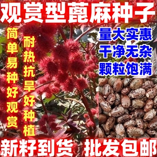 红蓖麻种子老麻子草麻籽好看蓖麻籽种子草本灌木新种蓖麻籽一年生