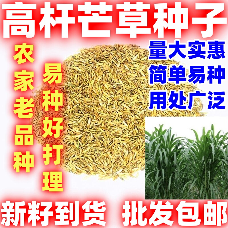高芒草种子四季种南方北方种植野草植物易种草籽护坡草多年生草本