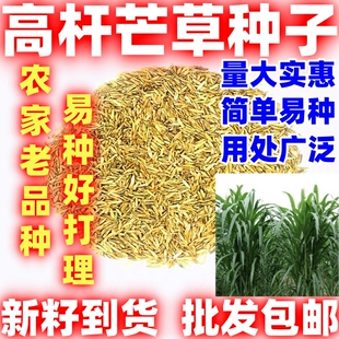 高芒草种子四季种南方北方种植野草植物易种草籽护坡草多年生草本