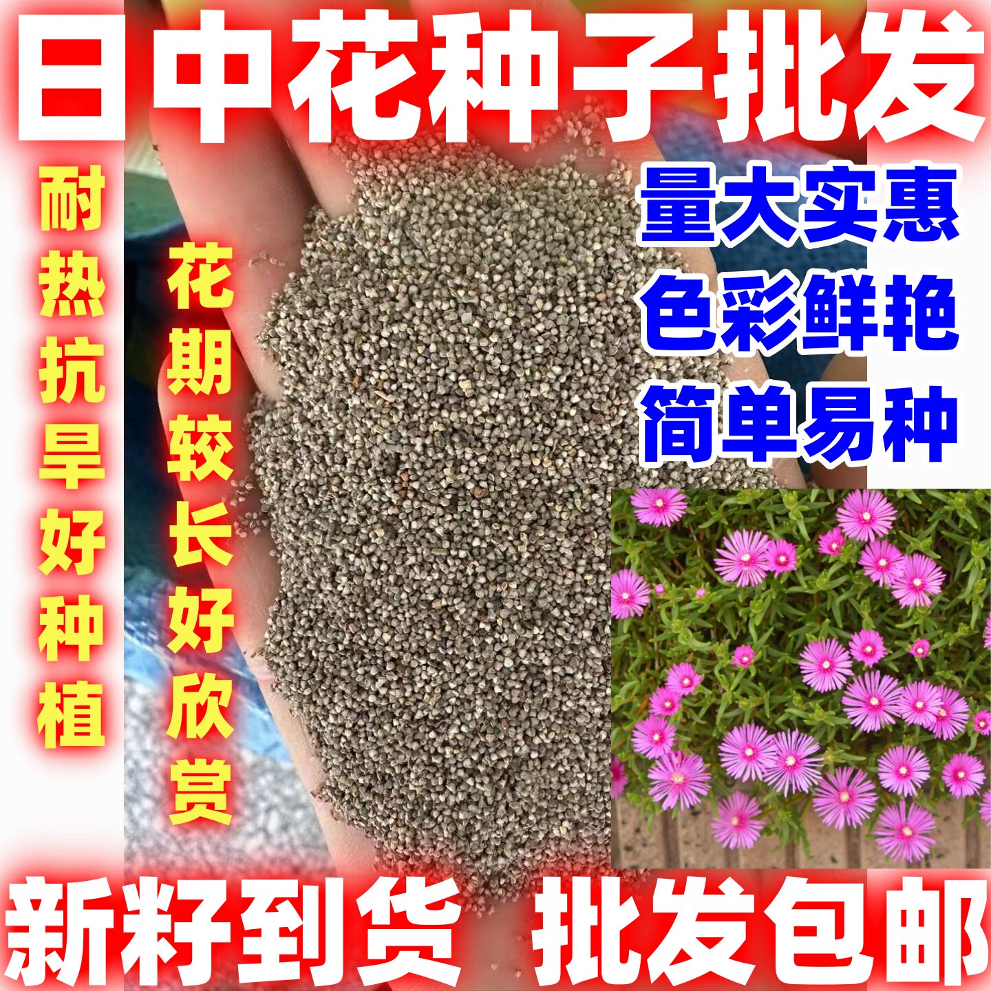 日中花种子花草四季可播简单易种室内阳台盆栽花卉花籽日中花种子