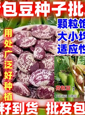 当季新籽荷包豆种子号云南大红腰豆种子皇帝豆种子大粒荷包豆种子