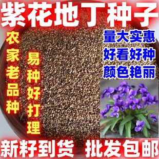 当季新籽紫花地丁种子紫花地丁种子野堇菜苦地丁多年四季种子籽