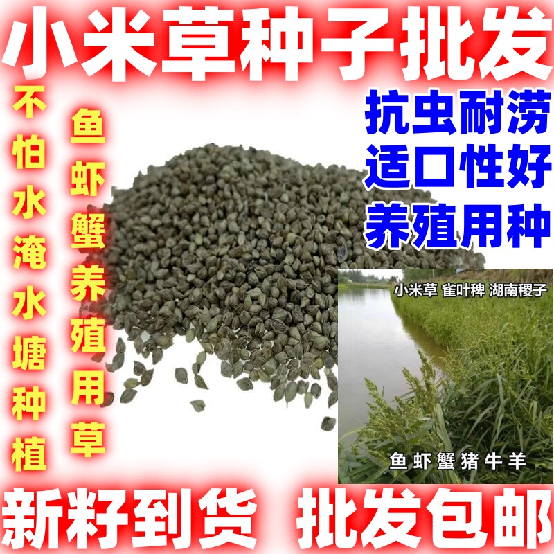 小米草种籽养殖水草虾蟹雀叶稗湖南稷子牧草种子水草草籽喂鱼草
