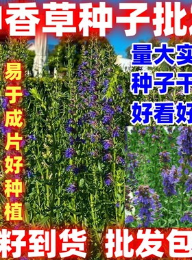 神香草牛膝草花卉种子春秋播宿根多年生香草室内盆栽庭院简单易种
