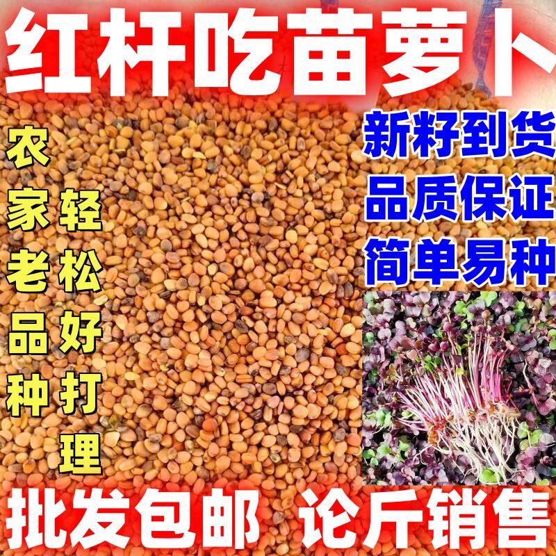 红杆吃苗萝卜种子水培芽苗菜新籽到货按斤销售阳台盆栽蔬菜种菜籽