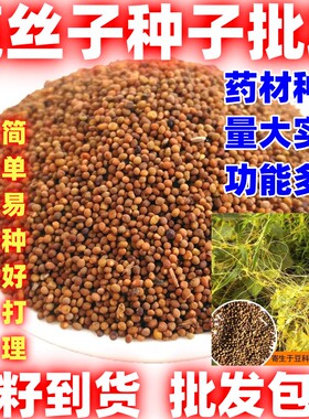 中药材批发菟丝子兔丝子内蒙大菟丝子菟丝子茶新货量大实惠