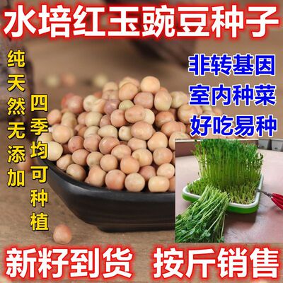 红玉豌豆发芽用豆麻豌豆苗可四季水培芽苗菜无土栽培吃苗蔬菜种子