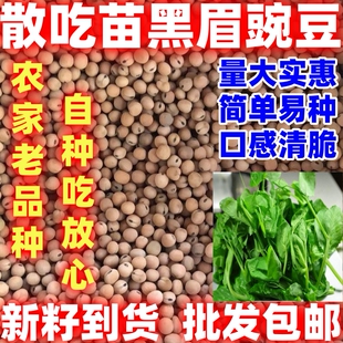 胖嫩豌豆尖黑眉豌豆苗种子黑眉碗豆尖种子大无须黑眉豌豆吃苗吃尖