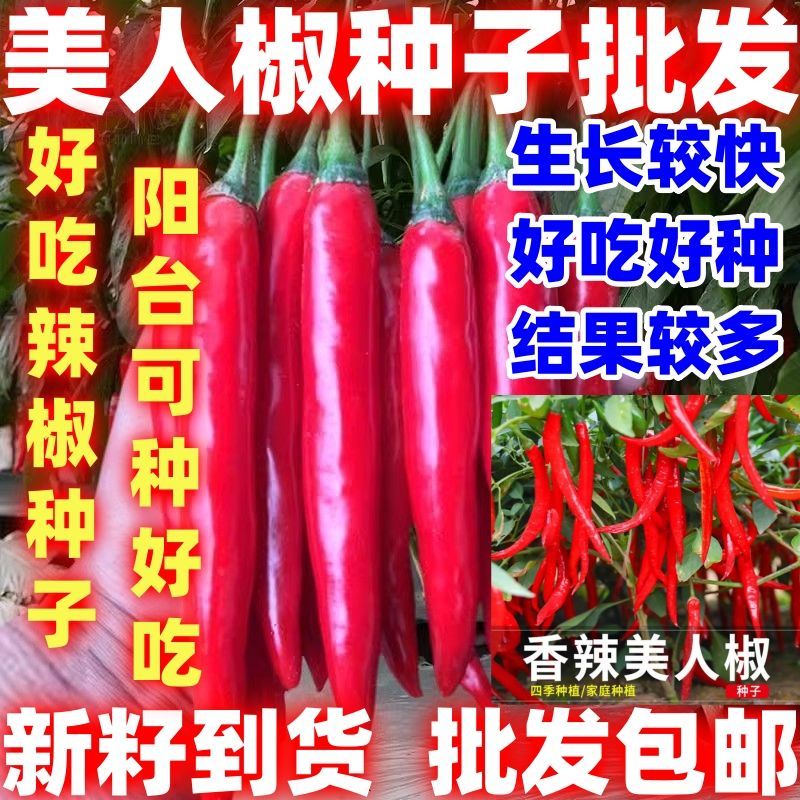简单易种美人椒种子摘不败红尖椒长辣椒种子香辣四季盆栽蔬菜种籽