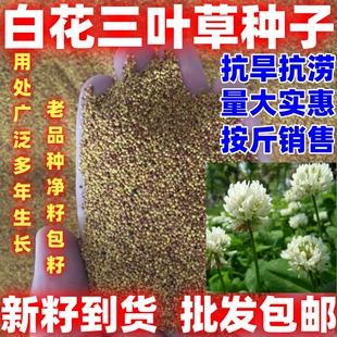 白花三叶草种子白车轴草绿化草坪种子红花三叶草牧草种子草坪观赏