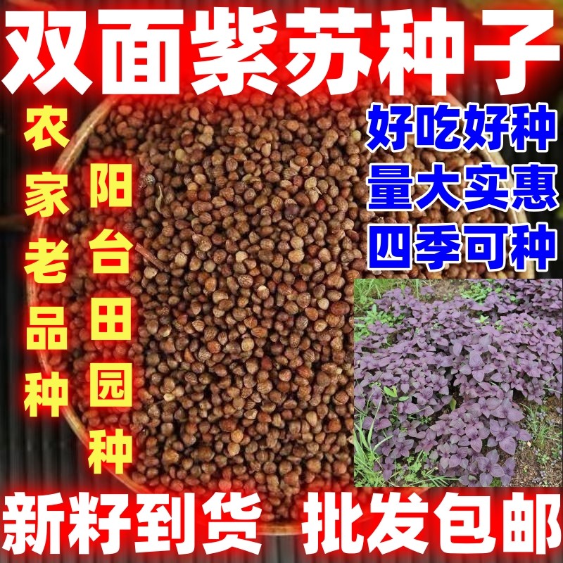 双面紫苏种籽食用紫苏种籽四季种植论斤销售蔬菜种子双面紫苏种子,鲜花速递/花卉仿真/绿植园艺,家庭园艺种子,淘宝优惠券,粉丝福利购,淘宝优惠卷
