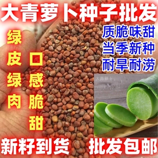 菜农家庭用种大青萝卜种子甜脆长萝卜种籽露头青萝卜种籽蔬菜种子