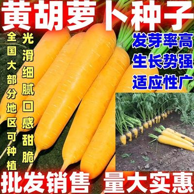 黄胡萝卜种子黄胡萝卜种籽当季新种适应性广泛全国大部分地区栽培