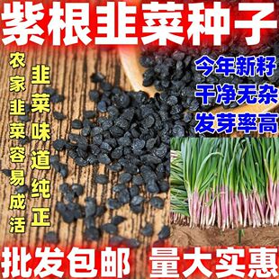 紫根韭菜种子新鲜紫根韭菜种籽农家土韭菜庭院种植易发芽味道浓郁