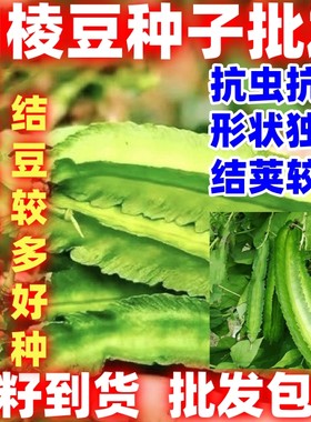 四棱豆种子好种豆角四角抗虫豆种籽四季蔬菜菜籽孑龙豆四棱豆种籽
