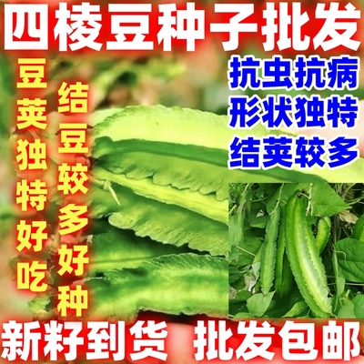 四棱豆种子好种豆角四角抗虫豆种籽四季蔬菜菜籽孑龙豆四棱豆种籽