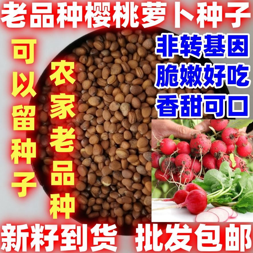 老品种樱桃小萝卜种子萝卜菜籽四季阳台盆栽早熟易种蔬菜萝卜籽