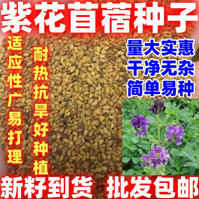 紫花苜蓿草种子多年生苜蓿种子简单易种苜蓿菜猪牛羊鸡鱼种子