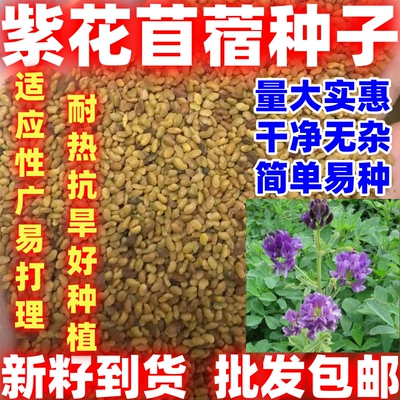 紫花苜蓿草种子多年生苜蓿种子简单易种苜蓿菜猪牛羊鸡鱼种子