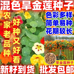 混色旱金莲种子简单易种旱荷花种籽多年生阳台盆栽庭院垂花种子籽