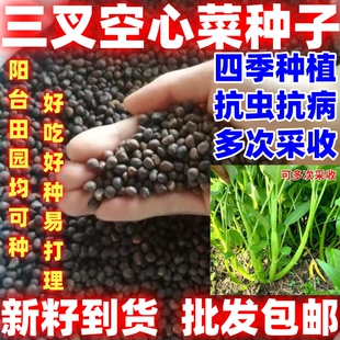 三叉空心菜种籽批发包邮论斤卖四季种植蔬菜种籽三叉空心菜种子