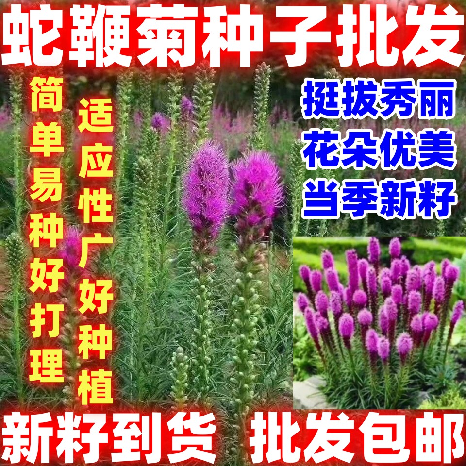 蛇鞭菊花种子易活春秋播简单易种种庭院园林绿化四季景观花种子籽