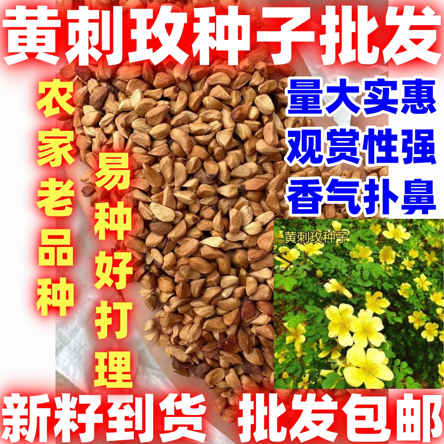 黄刺玫种子简单易种四季种园林道路绿化庭院篱笆花卉草花种花籽