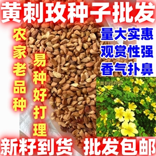 黄刺玫种子简单易种四季种园林道路绿化庭院篱笆花卉草花种花籽