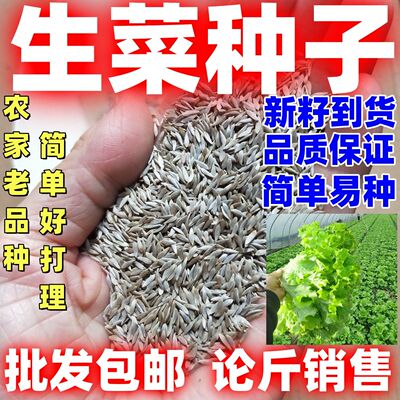 生菜种子四季种植好种易种大田庭院蔬菜种籽农家老品种玻璃生菜籽