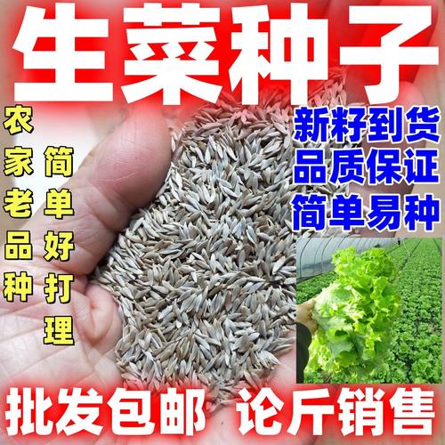 生菜种子四季种植好种易种大田庭院蔬菜种籽农家老品种玻璃生菜籽
