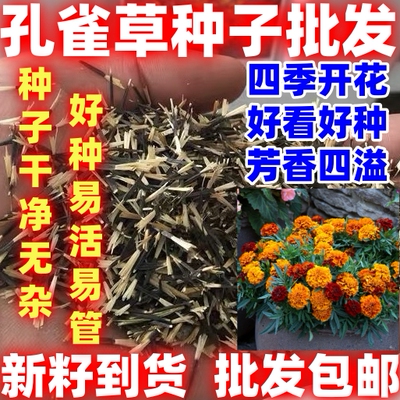 孔雀草花种子好种重瓣草花种子庭院室外景观花卉四季易种花草种籽