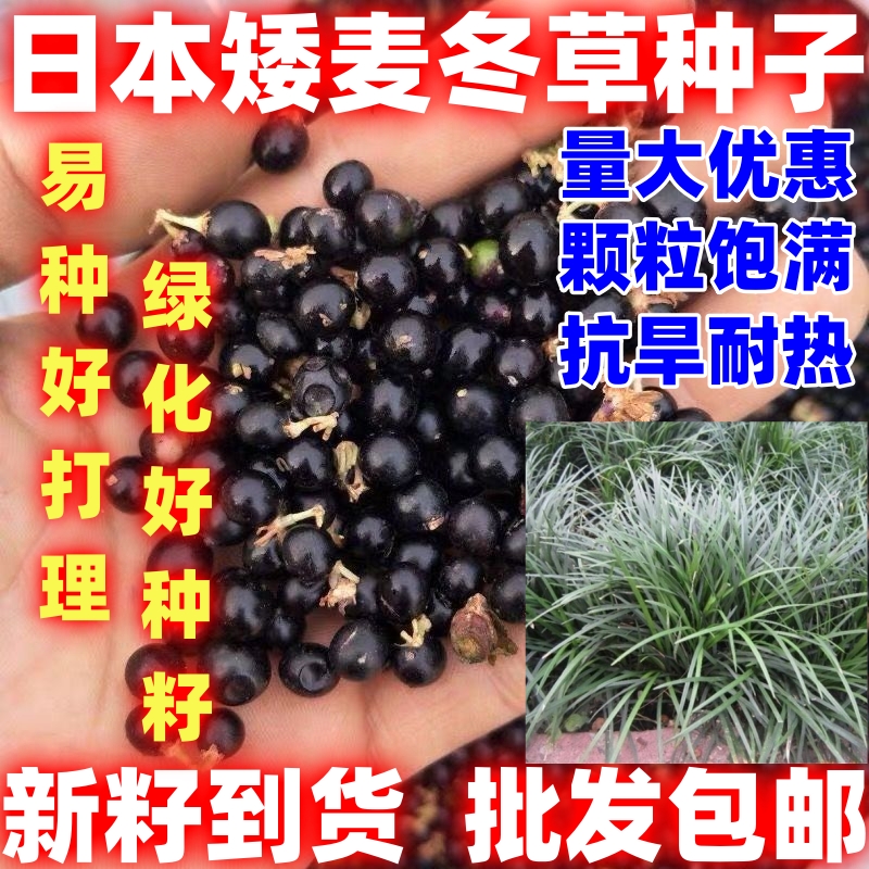 四季种植卖绿植种子可盆栽种植日本矮麦冬草种籽日本矮麦冬草种