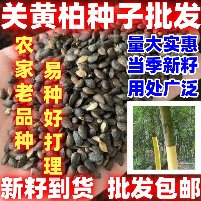 关黄柏种子中草药植物黄柏种子东北关黄柏树南北方庭院绿植园艺,鲜花速递/花卉仿真/绿植园艺,家庭园艺种子,淘宝优惠券,粉丝福利购,淘宝优惠卷
