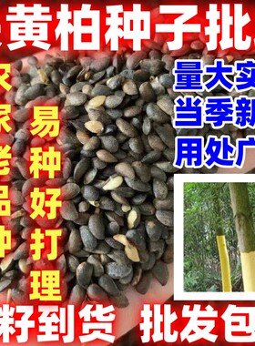 关黄柏种子中草药植物黄柏种子东北关黄柏树南北方庭院绿植园艺