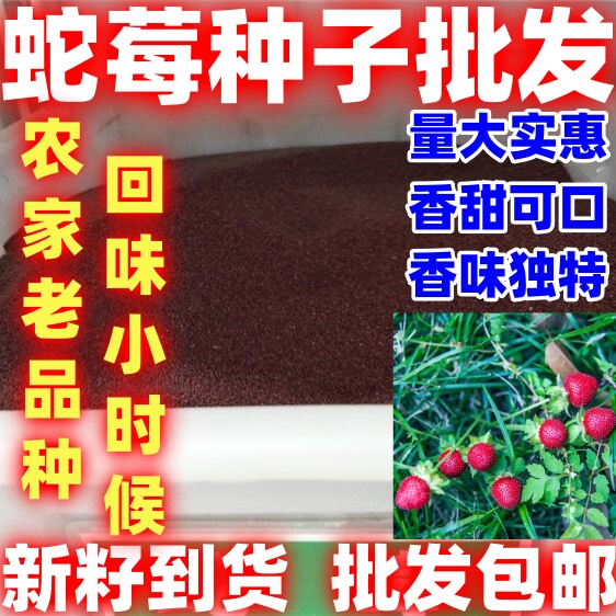 蛇莓种子简单易种好吃好种小时候味道适应性广蛇莓种子田园庭院种