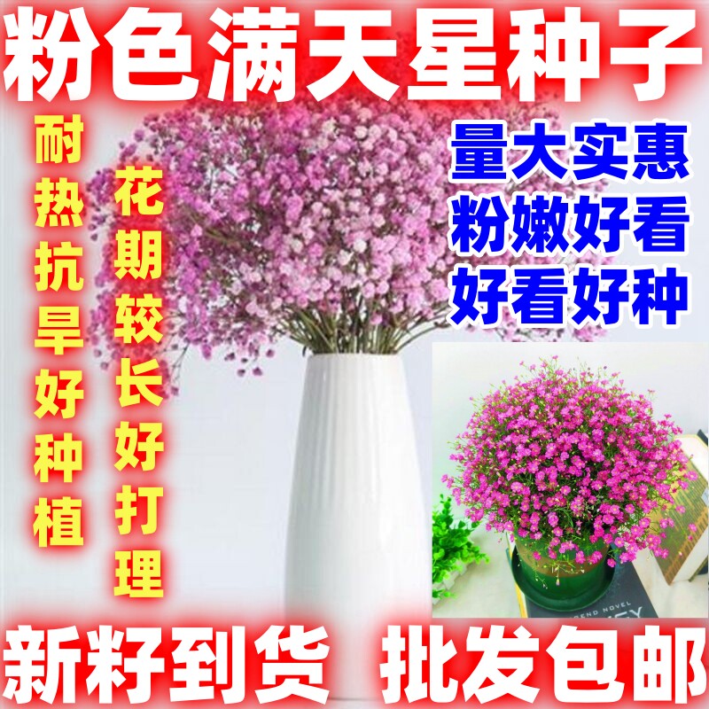 粉色满天星种子花种室内四季易活花草盆栽种子观花卉植物好看好种图片