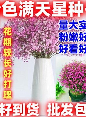 粉色满天星种子花种室内四季易活花草盆栽种子观花卉植物好看好种
