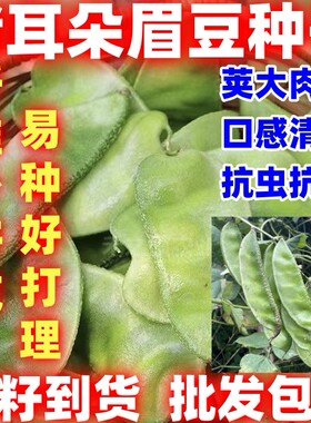 猪耳朵宽扁青眉豆农家庭院爬藤植物豆角大肉绿眉豆猪耳朵绿扁豆