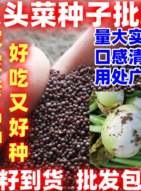 大头菜种子简单易种芥菜种子用处广泛根自己种放心吃秋季蔬菜种籽