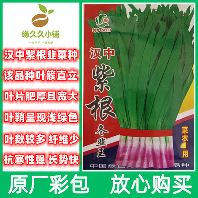 紫根韭菜种子红根韭菜宽叶韭菜籽蔬菜种子阳台盆栽室内外庭院易种