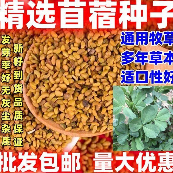 苜蓿种子苜蓿种籽紫花苜蓿种籽牧草种籽干净无杂质庭院阳台可种植