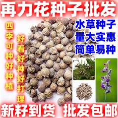 水生植物种子再力花种子池塘绿化湿地植物水竹芋种子水莲简单易种