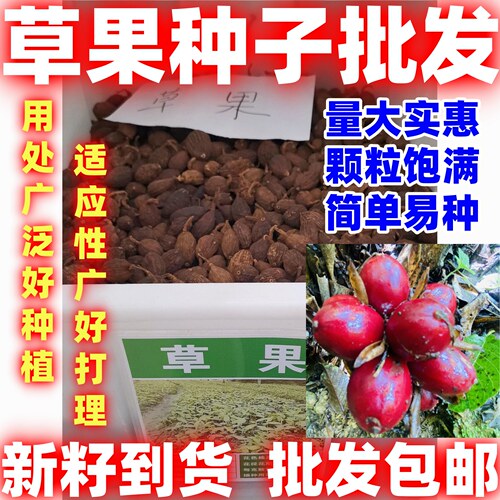 草果种子红皮草果简单易种香料调味料中草药材多年生草本植物种籽