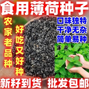 薄荷种子可食用柠檬薄荷驱蚊虫好种室内外庭院阳台盆栽薄荷种子