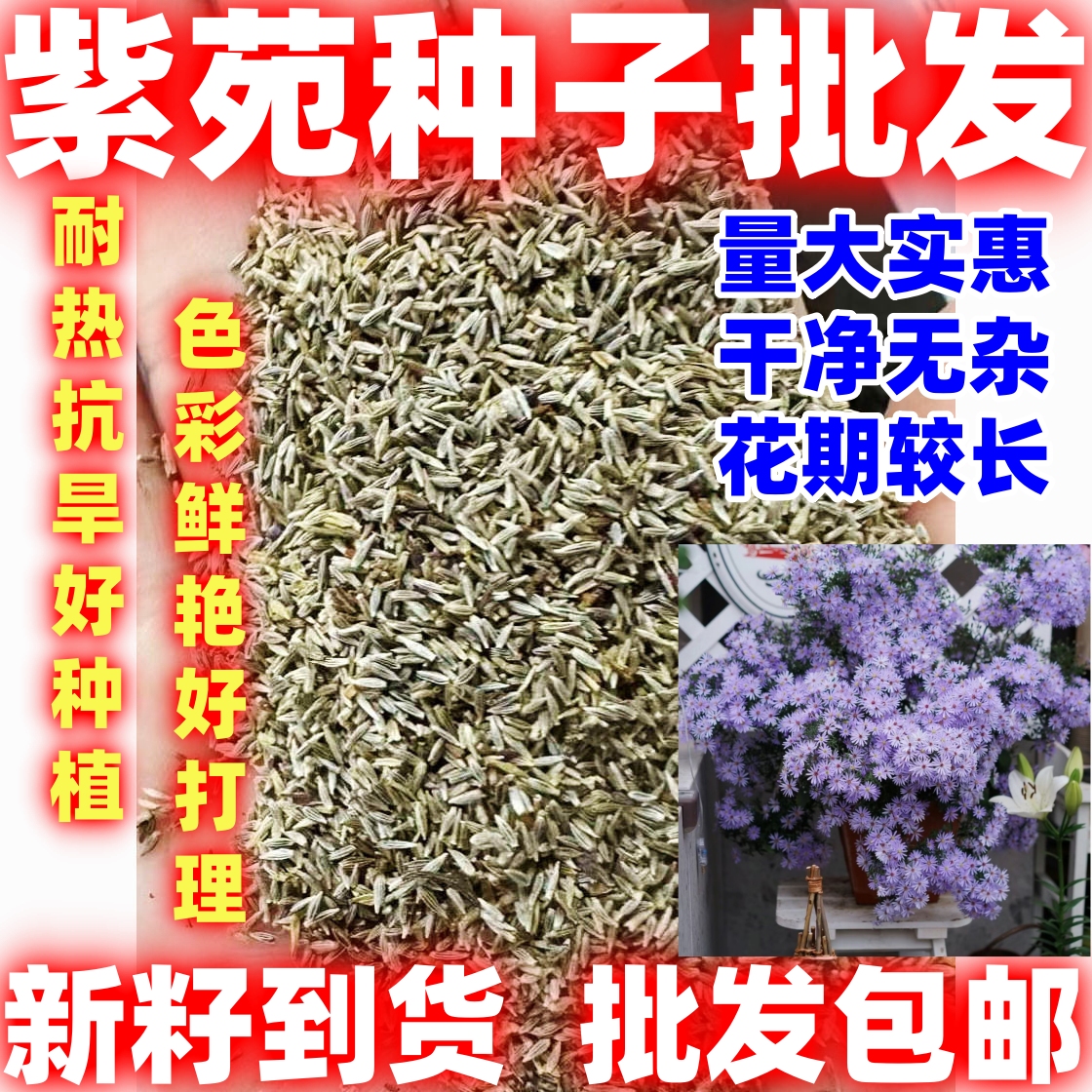 紫苑种子好种庭院花海矮型非姬小菊多年生耐寒花种籽柳叶菊紫菀花